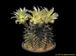 Gymnocalycium mihanovichii v. filadelfiense 499